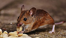 24 Hour & Emergency Exterminators in Camp Springs, MD